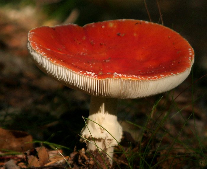 Kliknij, aby powrócić na stronę główną tej galerii