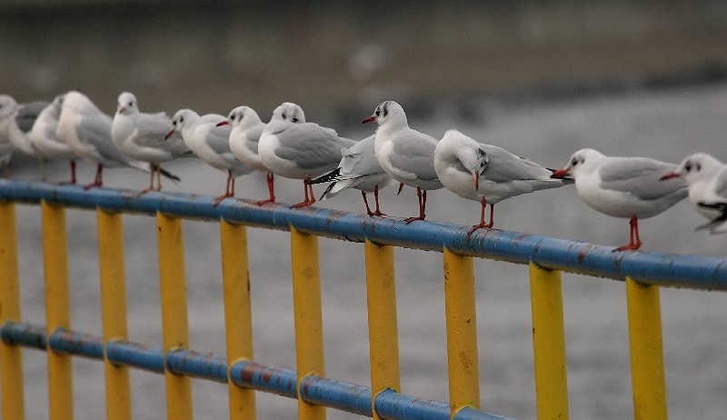 Kliknij, aby powrci na stron gwn tej galerii