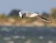 Windsurfing  w Jastarni na Pwyspie Helskim 