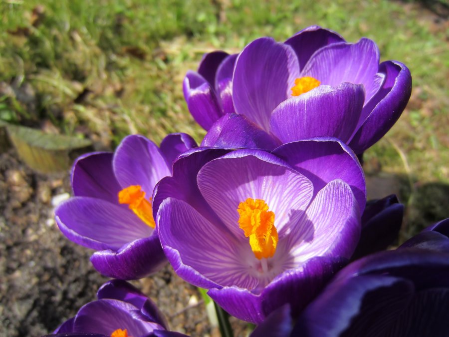 Przedwionie na Pwyspie Helskim