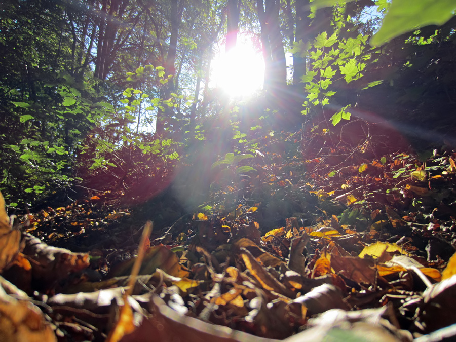 Barwy i faktury jesieni, czyli leniwa sobota 29.09.2012 w Jastarni