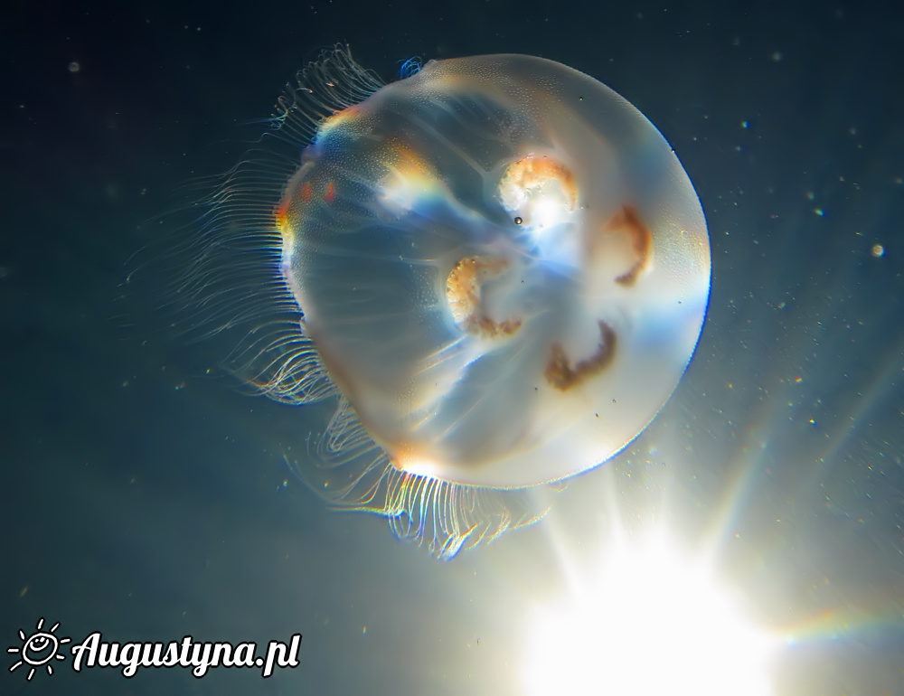 Meduza w Jastarni na Pwyspie Helskim