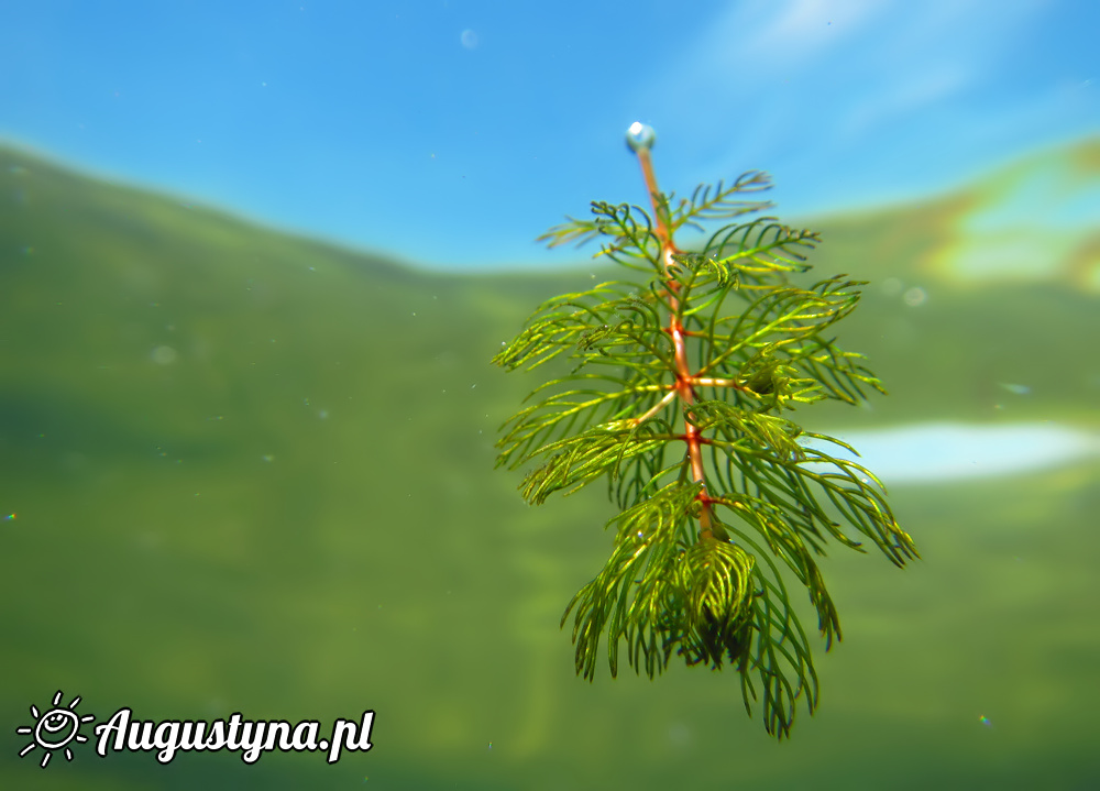 Meduza w Jastarni na Pwyspie Helskim