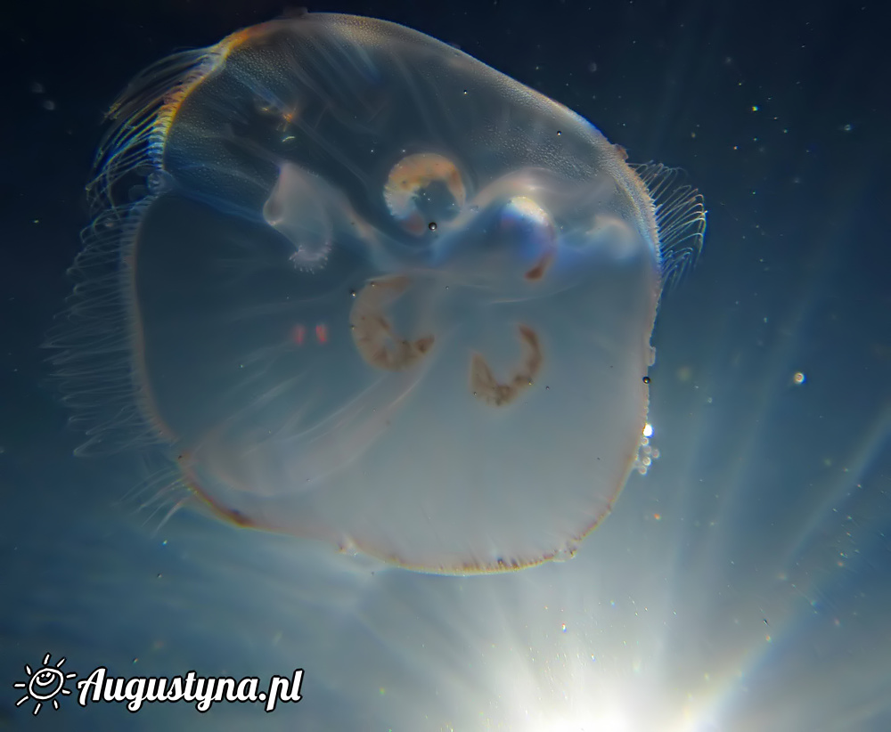 Meduza w Jastarni na Pwyspie Helskim
