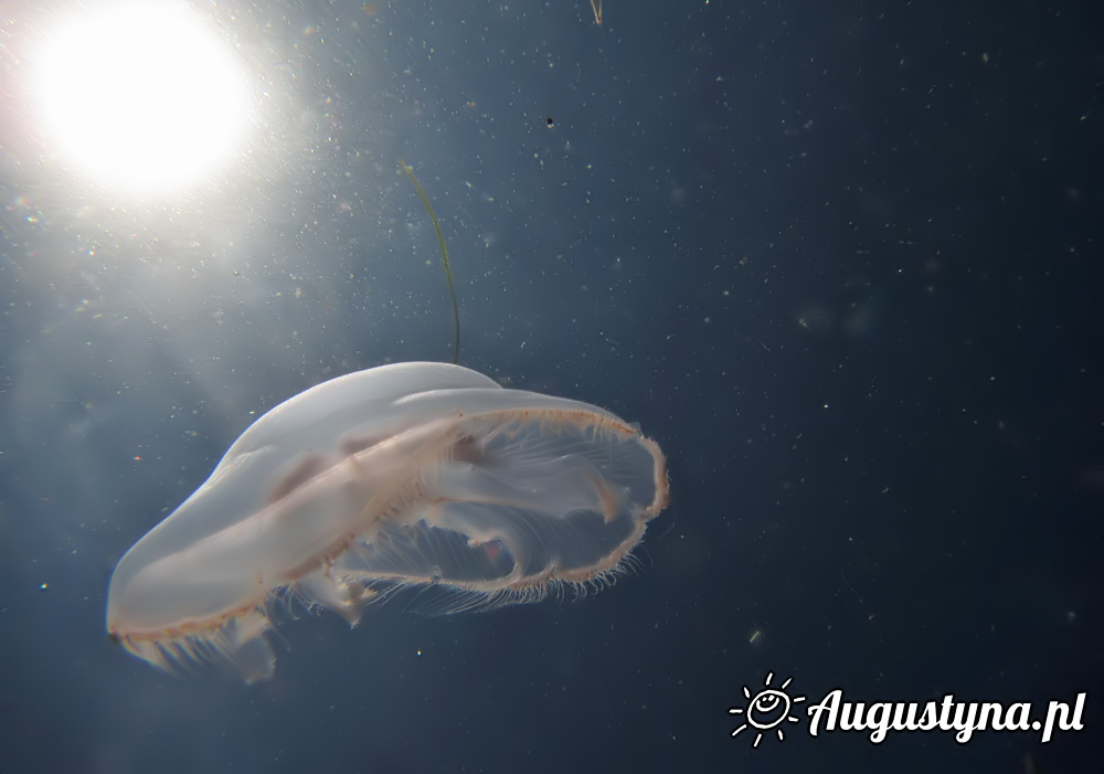 Meduza w Jastarni na Pwyspie Helskim