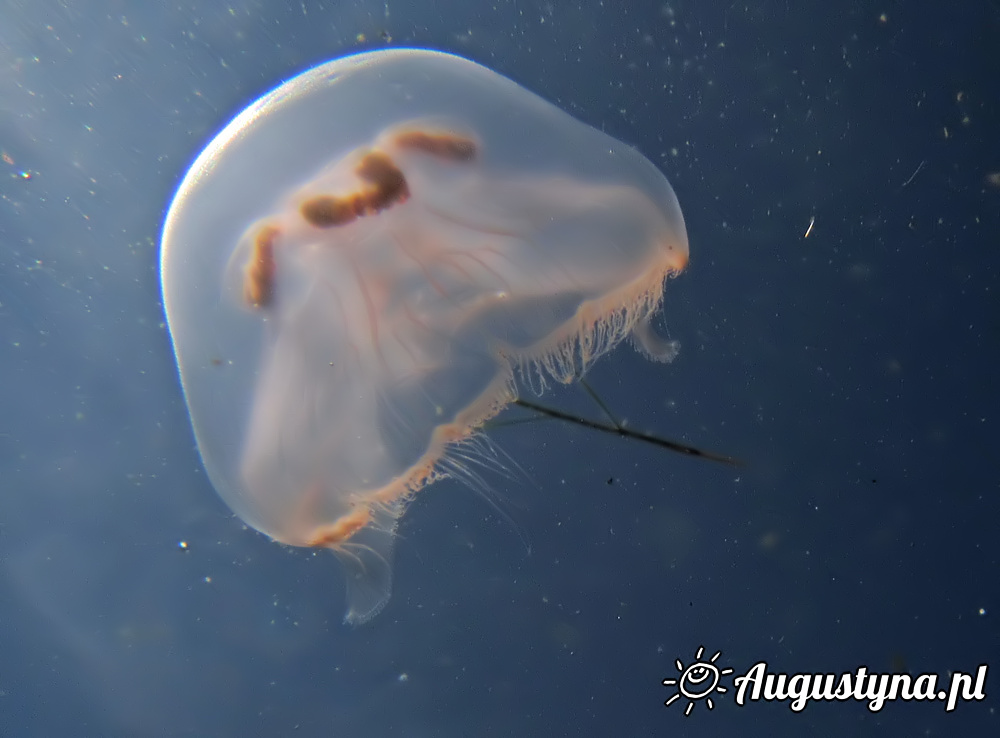 Meduza w Jastarni na Pwyspie Helskim