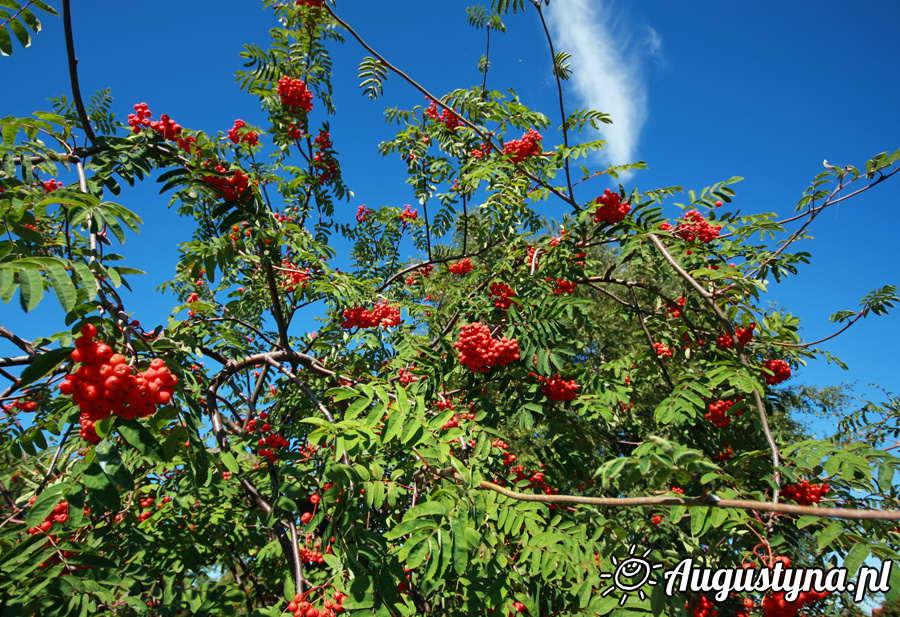 Cudownie, czyli 24.08.2013 w Jastarni na Pwyspie Helskim