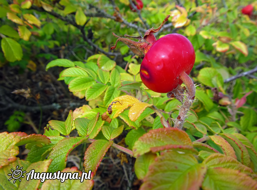 Wrzeniowa niedziela, czyli 15.09.2013 w Kunicy na Pwyspie Helskim