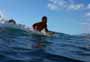 Surfing and bodyboarding on Derecha and Izquierda in Las Americas Tenerife