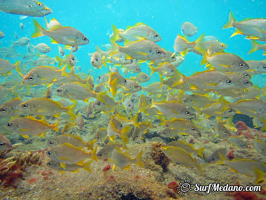 Underwater reef in El Cabezo in El Medano on Tenerife Canarias