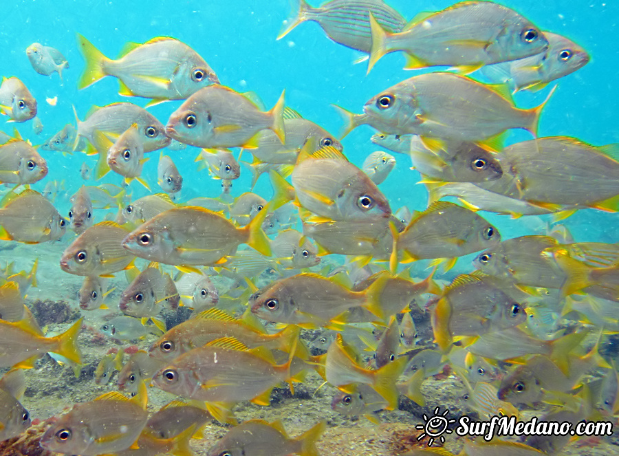 Underwater reef in El Cabezo in El Medano on Tenerife Canarias