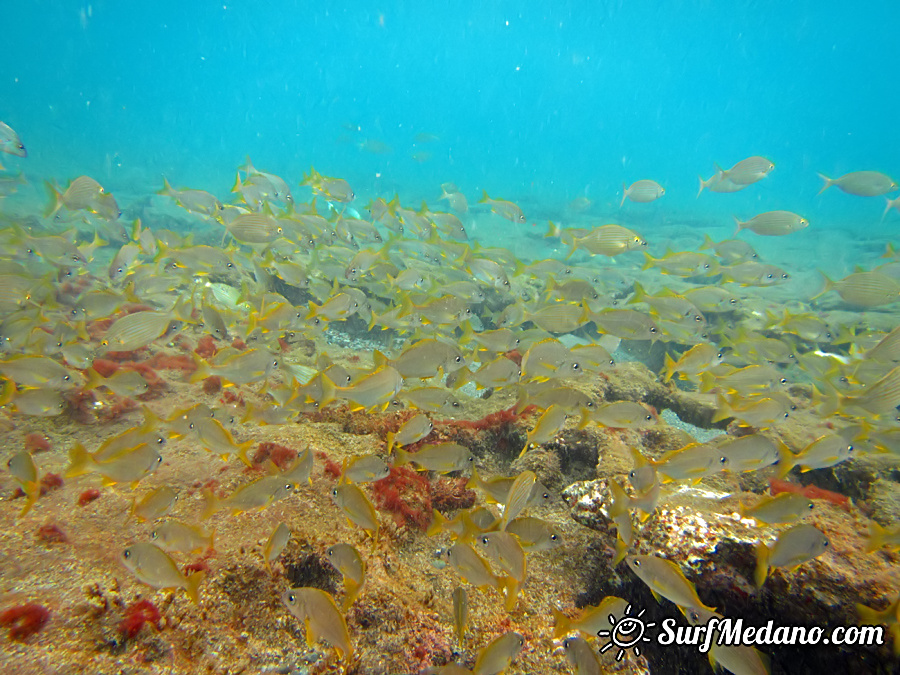 Underwater reef in El Cabezo in El Medano on Tenerife Canarias