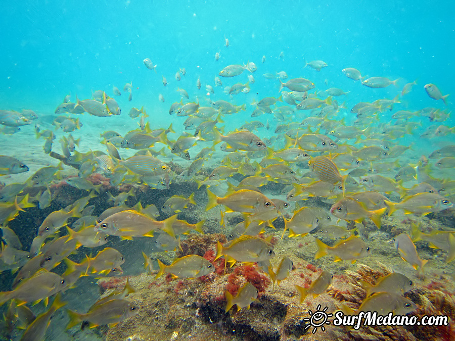 Underwater reef in El Cabezo in El Medano on Tenerife Canarias