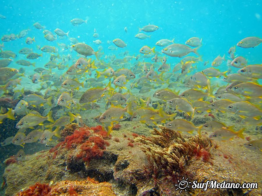 Underwater reef in El Cabezo in El Medano on Tenerife Canarias