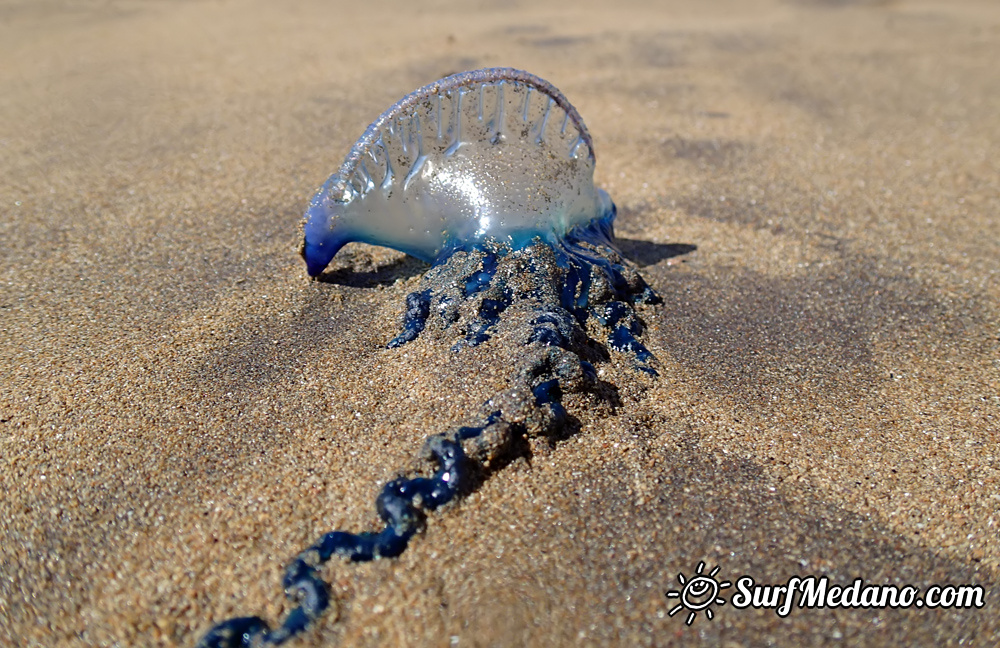 Light wind fun at Playa Sur in El Medano Tenerife