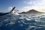 Wave riding at Harbour Wall aka Muelle in El Medano Tenerife