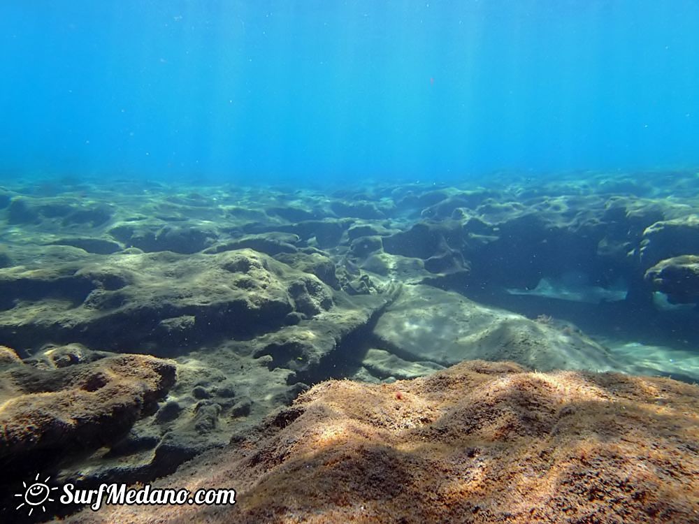 Underwater life of El Cabezo in El Medano Tenerife