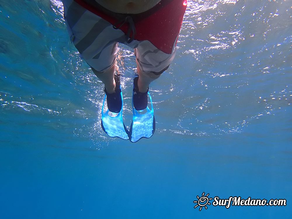 Underwater life of El Cabezo in El Medano Tenerife
