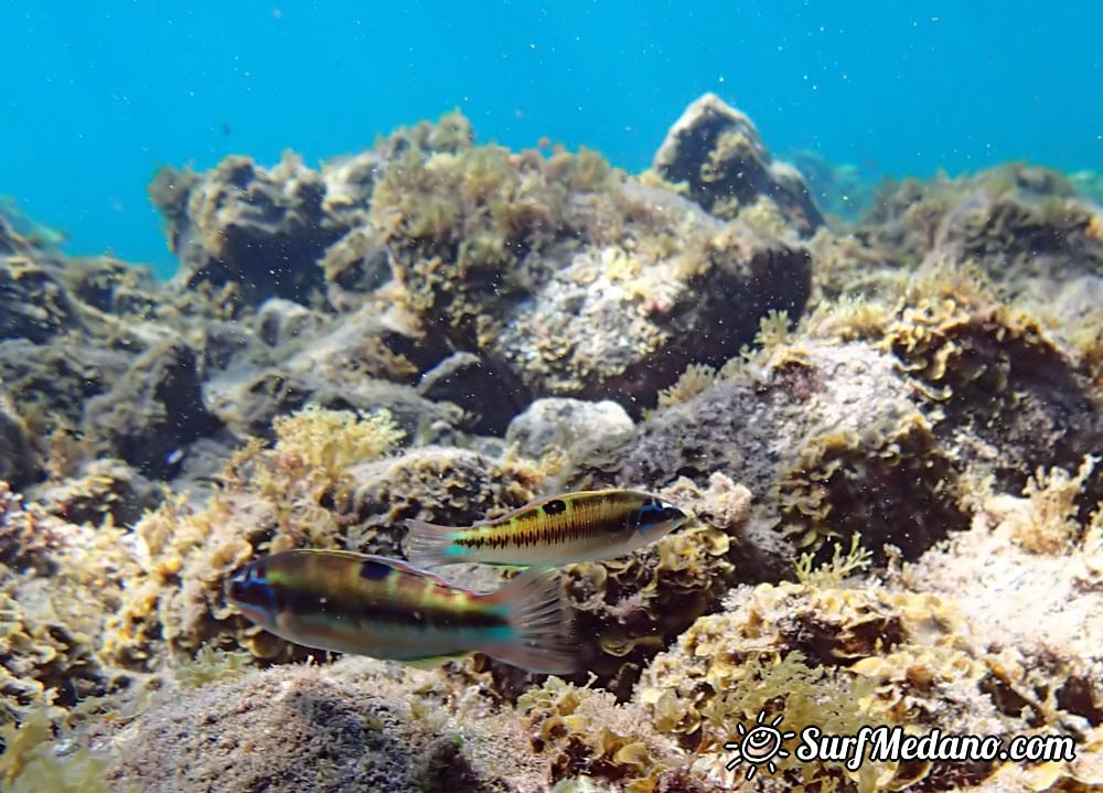 Underwater life of El Cabezo in El Medano Tenerife