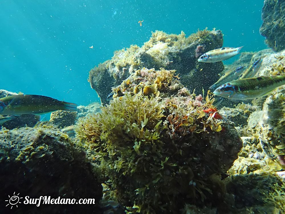 Underwater life of El Cabezo in El Medano Tenerife