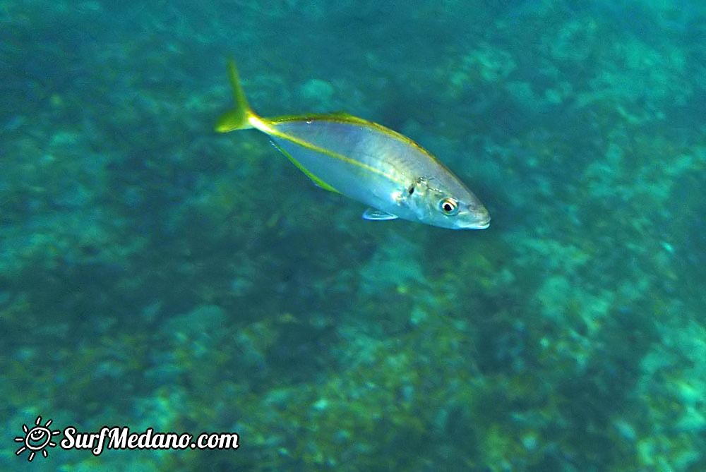 Underwater life of El Cabezo in El Medano Tenerife