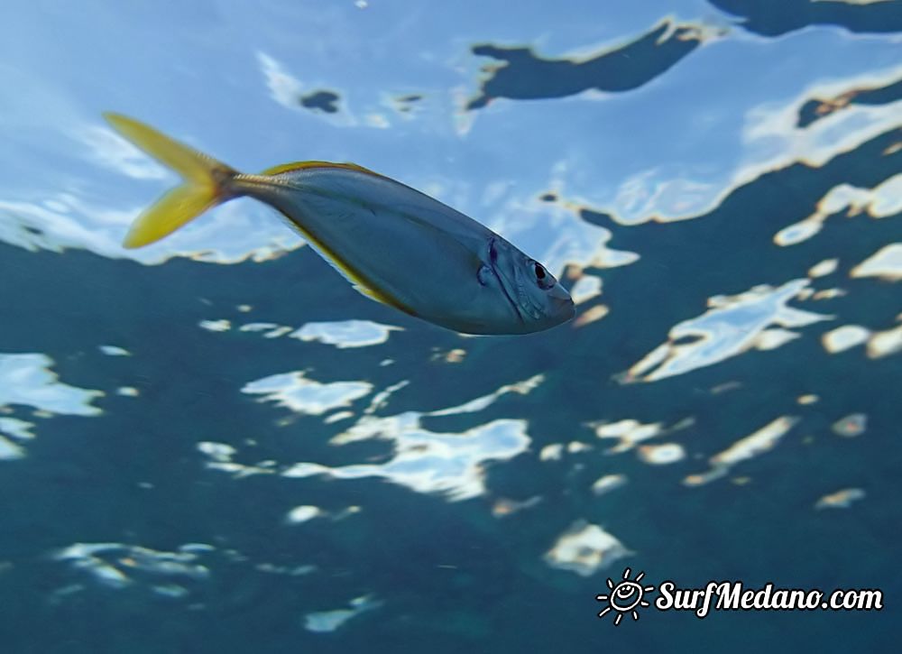 Underwater life of El Cabezo in El Medano Tenerife