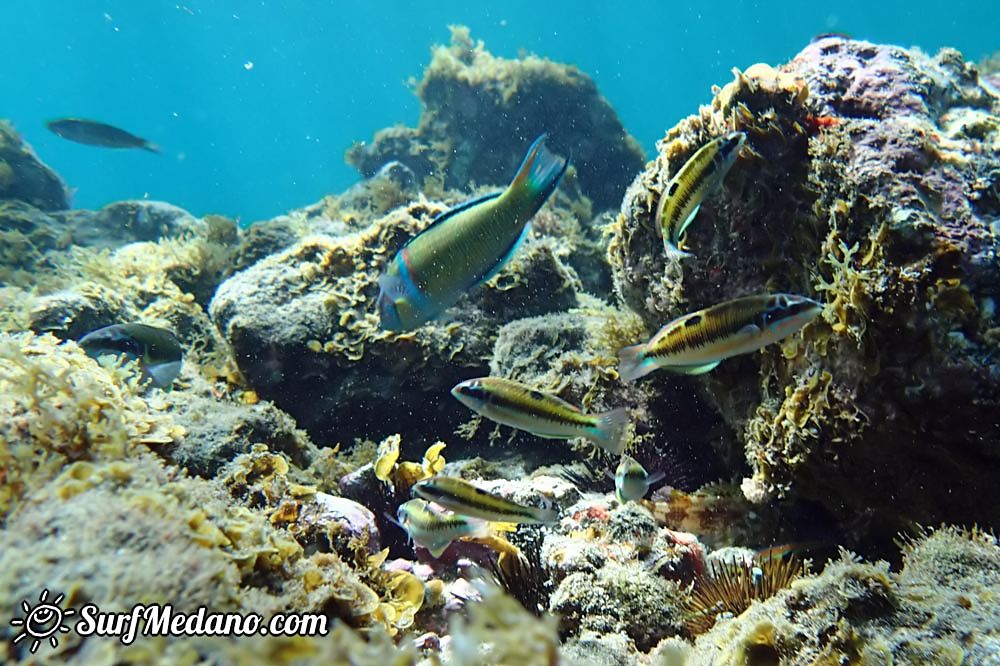 Underwater life of El Cabezo in El Medano Tenerife