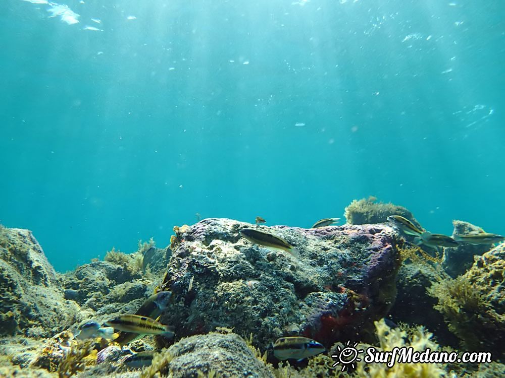 Underwater life of El Cabezo in El Medano Tenerife