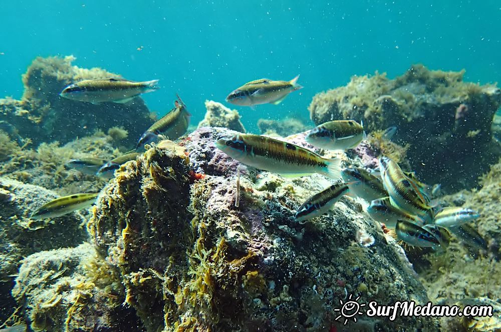 Underwater life of El Cabezo in El Medano Tenerife