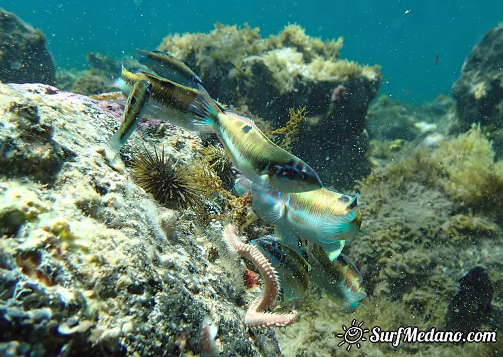 Underwater life of El Cabezo in El Medano Tenerife