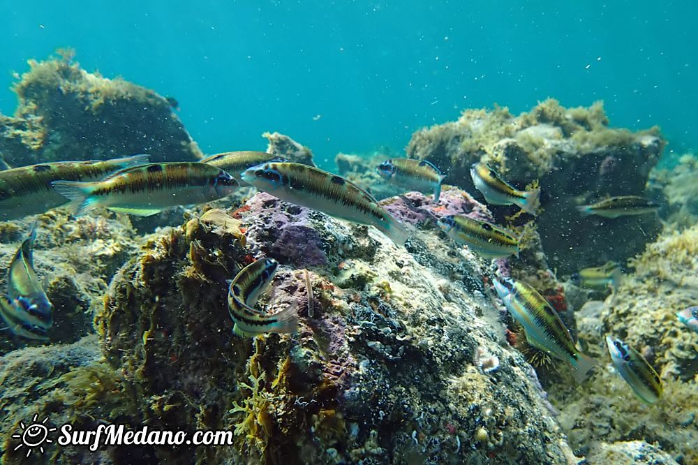 Underwater life of El Cabezo in El Medano Tenerife