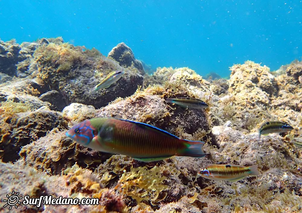 Underwater life of El Cabezo in El Medano Tenerife