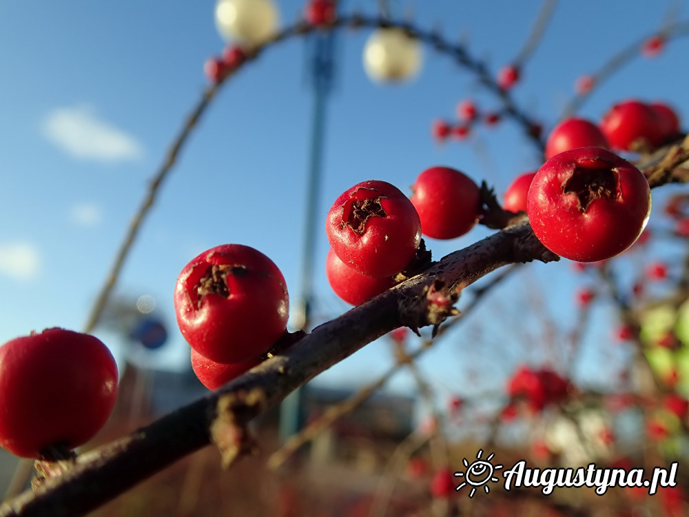 Grudniowa niedziela 21-12-2014 Jastarni na Pwyspie Helskim