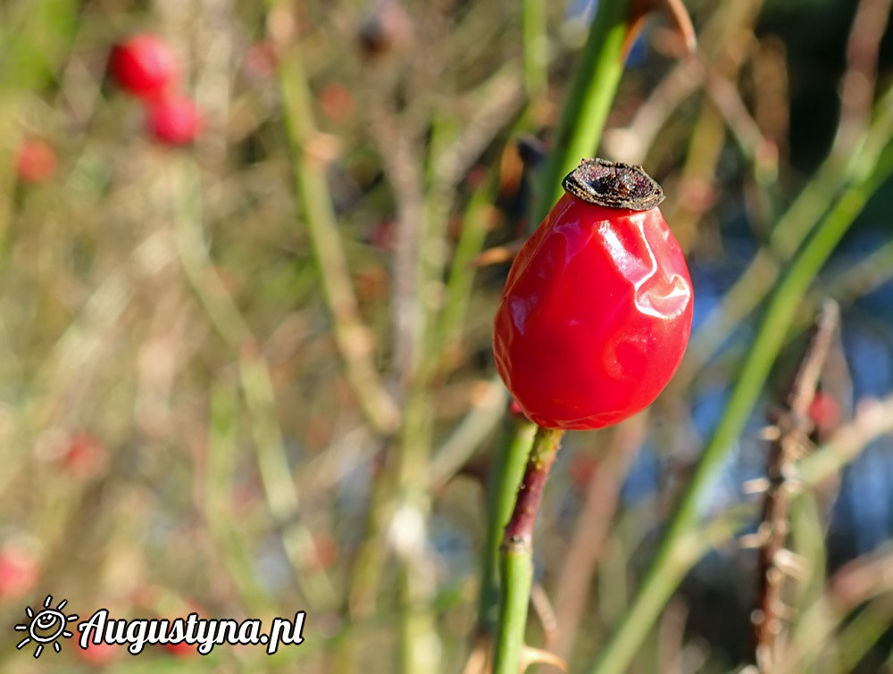 Grudniowa niedziela 21-12-2014 Jastarni na Pwyspie Helskim