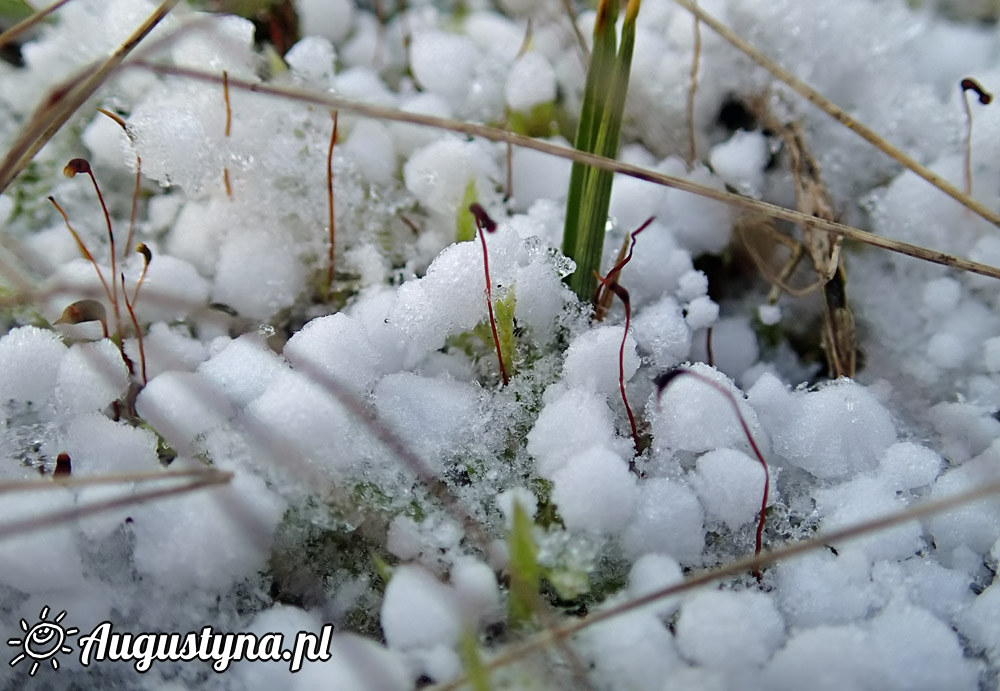 Niemal zimowa niedziela 28-12-2014 Jastarni na Pwyspie Helskim