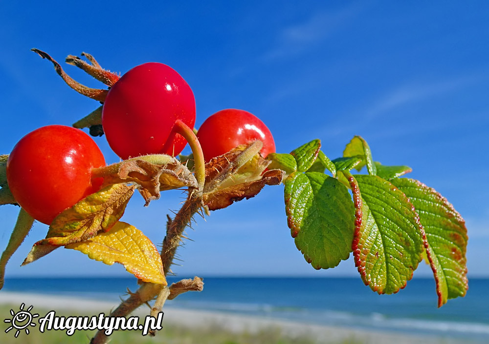 Pogodny poranek w Jastarni na Półwyspie Helskim