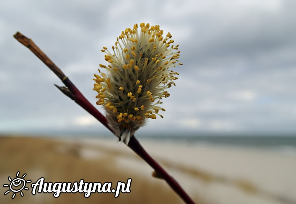 Wielkanoc 2015 Jastarni na Pwyspie Helskim