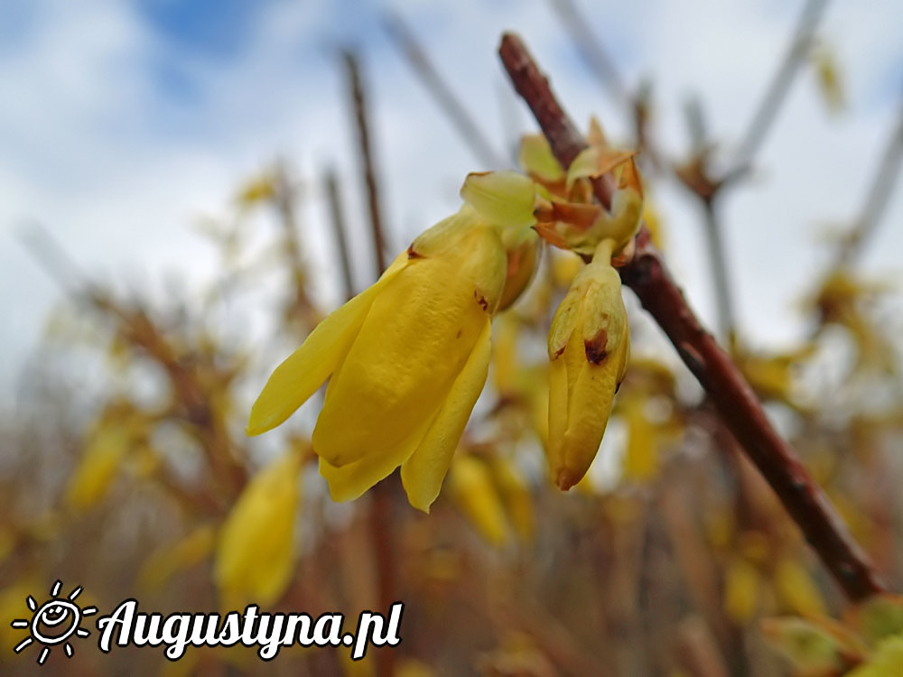 Wielkanoc 2015 Jastarni na Pwyspie Helskim