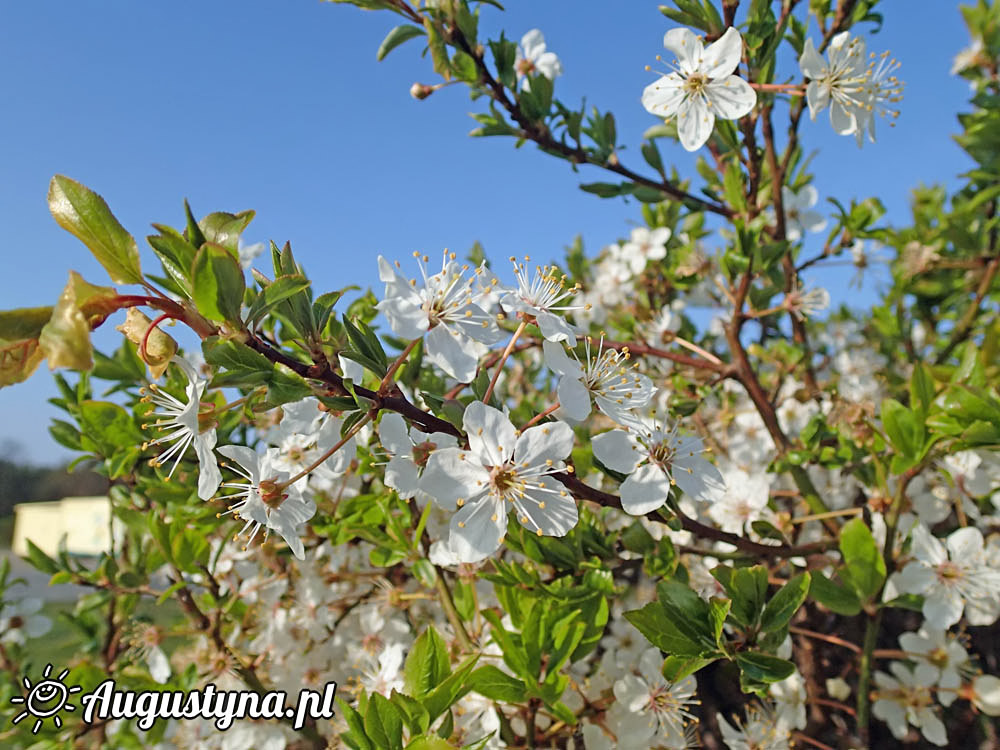 Sobota, czyli 25-04-2015 w Jastarni