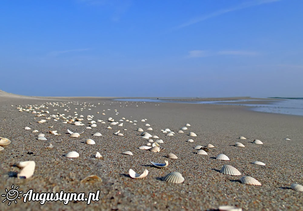 Muszelki na plaży w Jastarni na Półwyspie Helskim