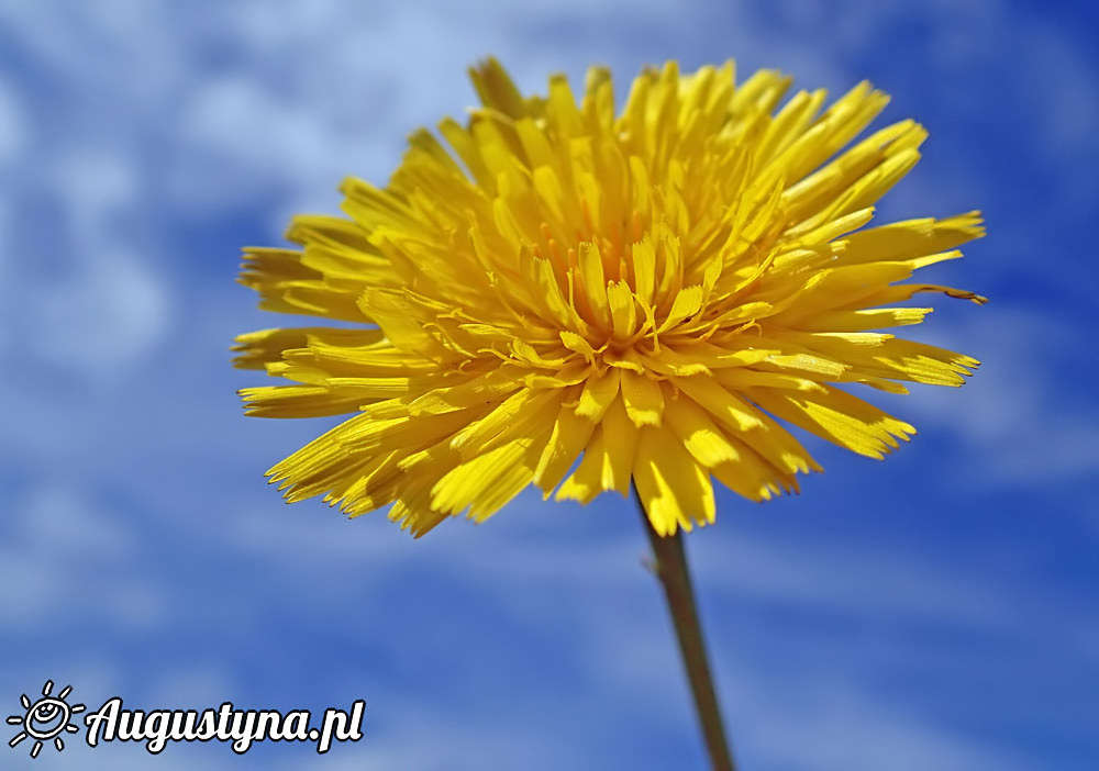 Soce, niebo, plaa i cierniki, czyli 21-06-2015 w Jastarni