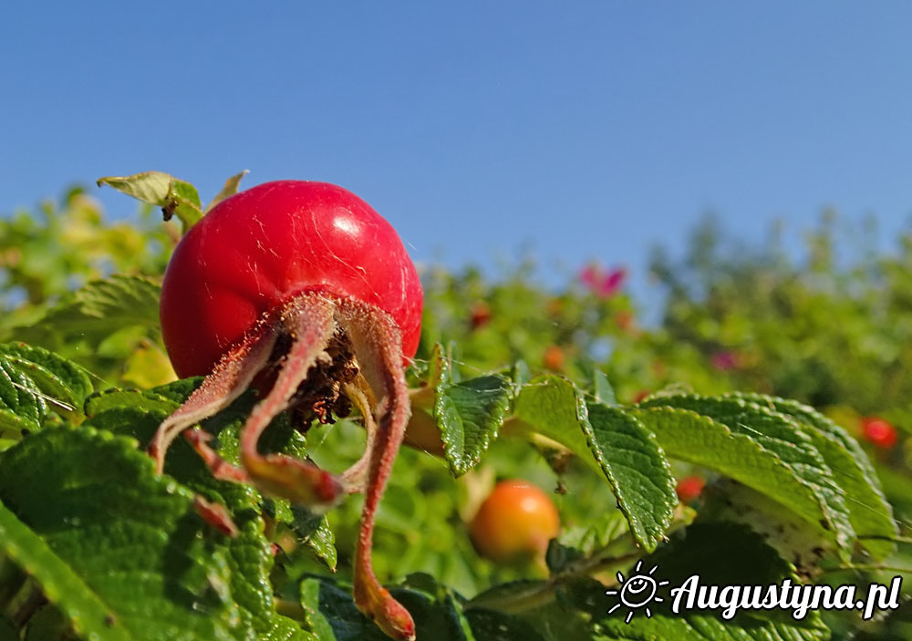 Upa, czyli 04-08-2015 Jastarni na Pwyspie Helskim