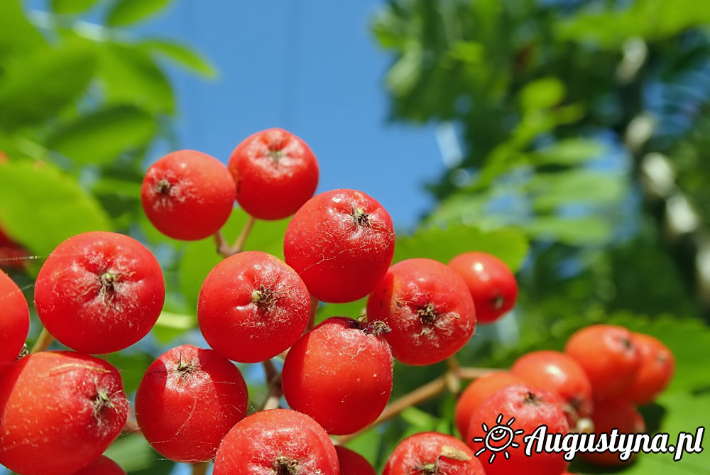 Upa, czyli 04-08-2015 Jastarni na Pwyspie Helskim