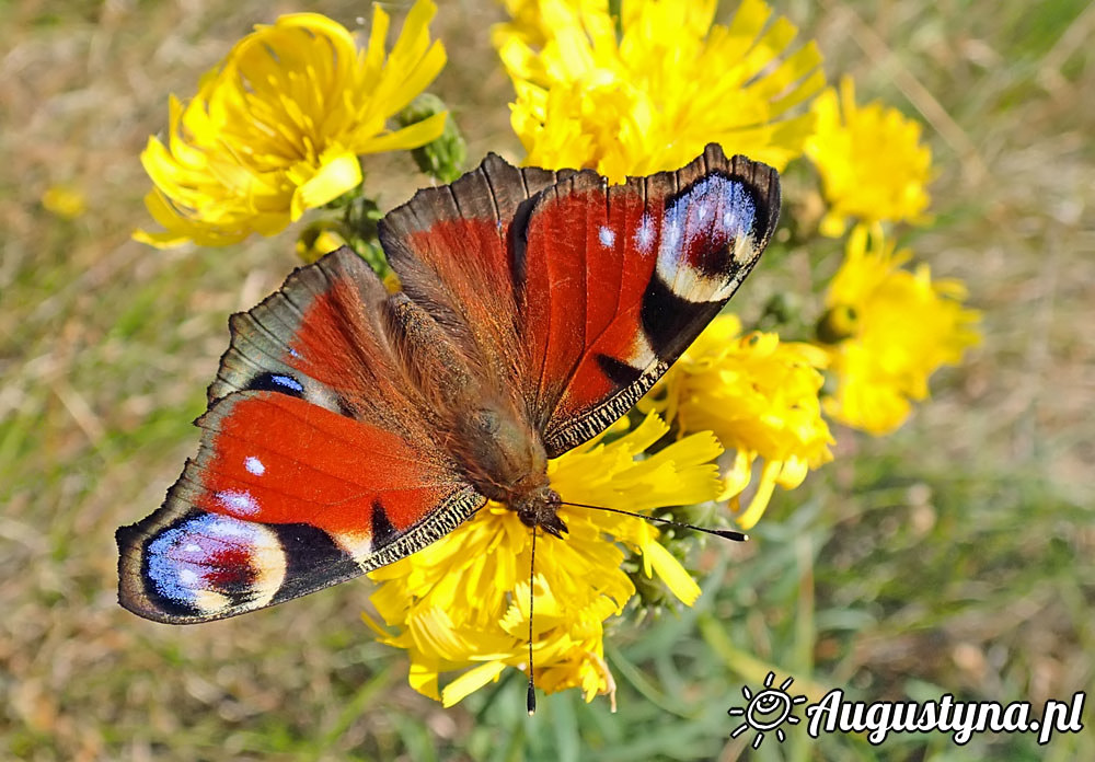 Upa, czyli 04-08-2015 Jastarni na Pwyspie Helskim