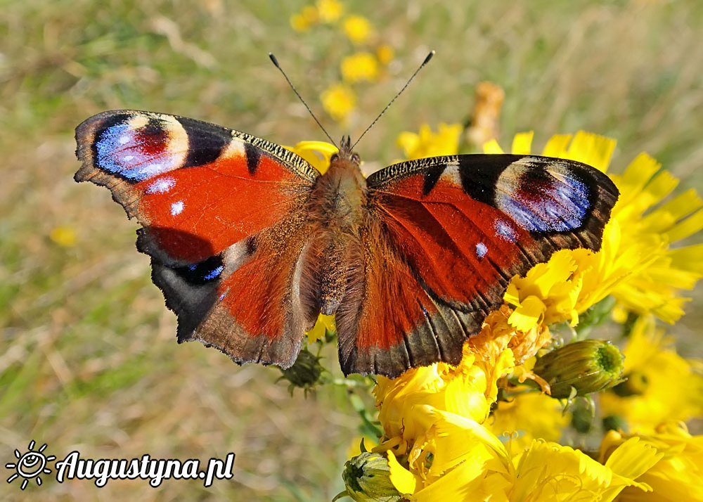 Upa, czyli 04-08-2015 Jastarni na Pwyspie Helskim