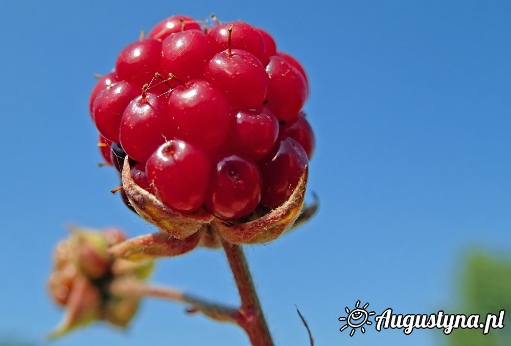 Upa, czyli 04-08-2015 Jastarni na Pwyspie Helskim