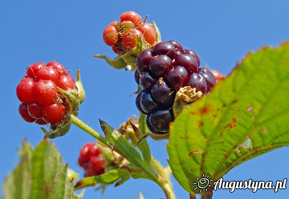 Upa, czyli 04-08-2015 Jastarni na Pwyspie Helskim