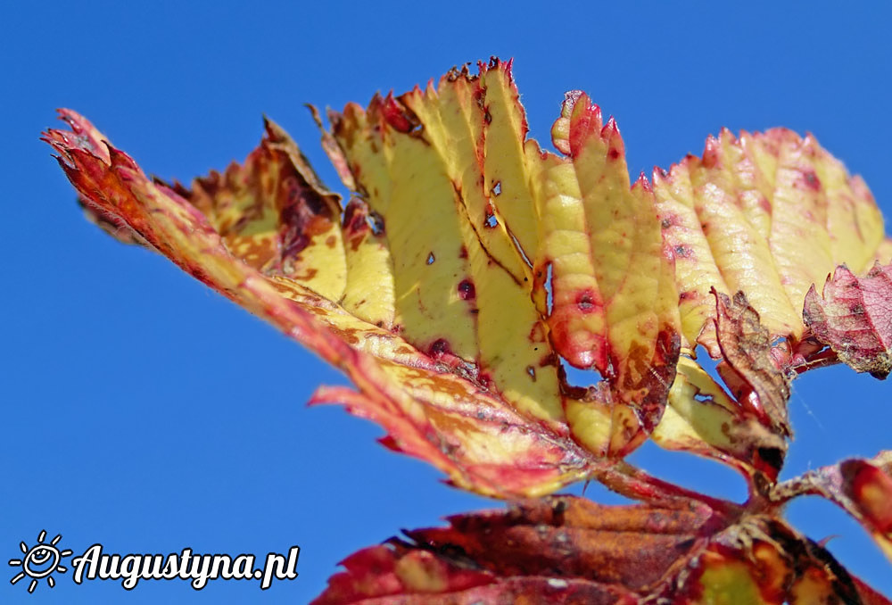 Upa, czyli 04-08-2015 Jastarni na Pwyspie Helskim