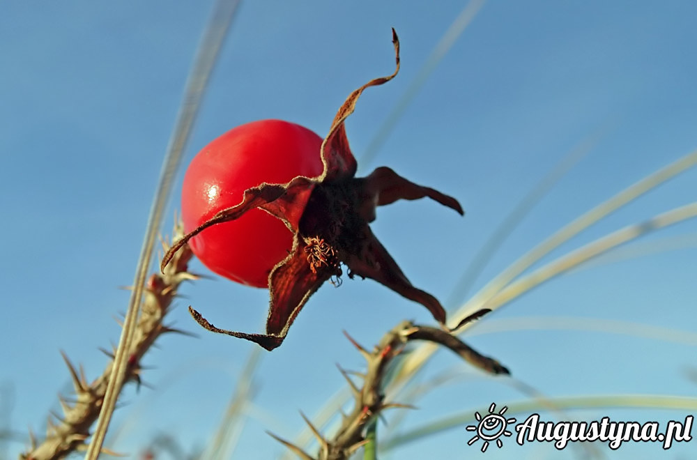 Wigilia, czyli 24-12-2015 w Jastarni