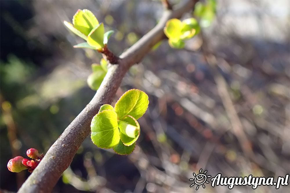 Kwietniowa sobota, czyli 02-04-2016 w Jastarni na Pwyspie Helskim